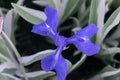 Variegated Japanese Iris laevigata Variegata, blue purple flower Royalty Free Stock Photo